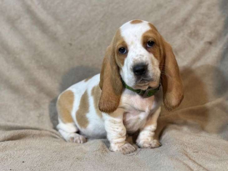 À vendre 3 chiots Basset Hounds LOF