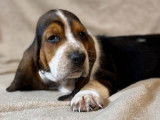 À vendre 3 chiots Basset Hounds LOF
