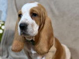 À vendre 3 chiots Basset Hounds LOF