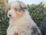 Des chiots Bergers Australiens LOF à vendre