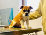 7 chiots Bulldogs Continental LOF à vendre