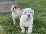 7 chiots Bulldogs Continental LOF à vendre