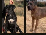 3 chiots femelles Cane Corso LOF à réserver