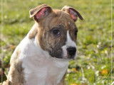 Un chiot mâle American Staffordshire Terrier LOF disponible à la vente