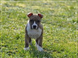 Un chiot mâle American Staffordshire Terrier LOF disponible à la vente
