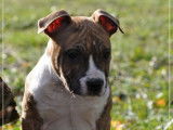 Un chiot mâle American Staffordshire Terrier LOF disponible à la vente