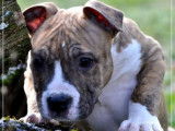Un chiot mâle American Staffordshire Terrier LOF disponible à la vente