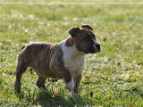 Un chiot mâle American Staffordshire Terrier LOF disponible à la vente