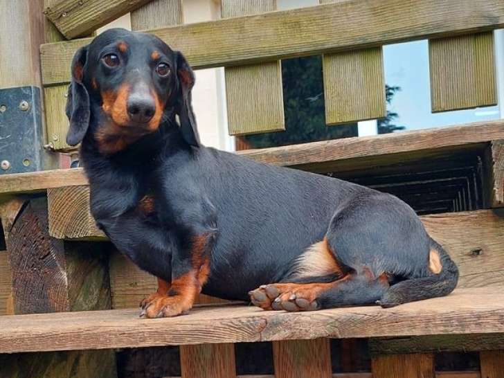 Chien Teckel Nain LOF noir et feu de 6 ans à vendre