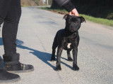 Un chiot mâle Staffordshire Bull Terrier LOF disponible à la vente