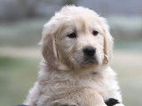 À réserver des chiots Golden Retrievers LOF