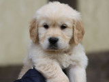 À réserver des chiots Golden Retrievers LOF