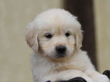 À réserver des chiots Golden Retrievers LOF
