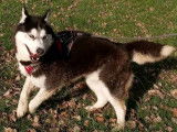 Disponible à l’adoption : chien Husky Sibérien