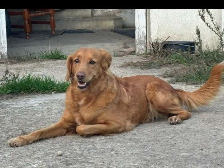 En quête d’un foyer : chienne fauve