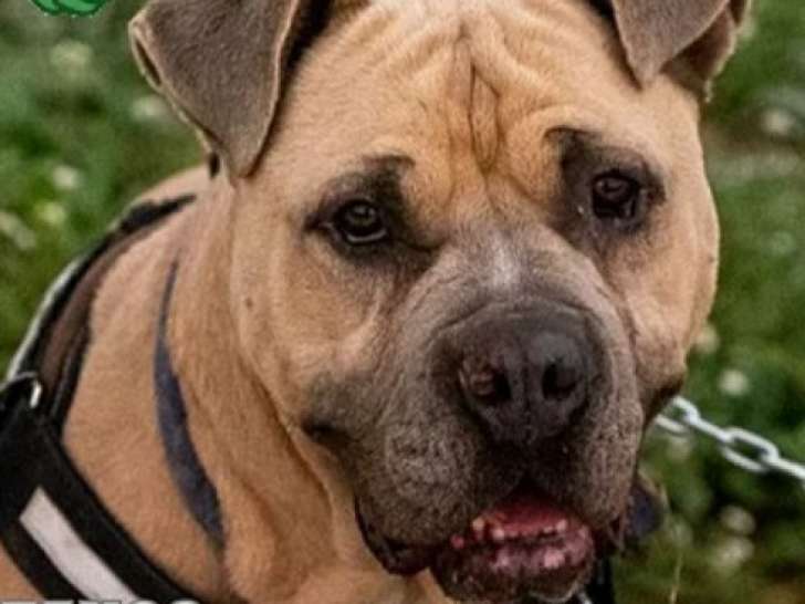 Chien Cane Corso fauve disponible à l'adoption