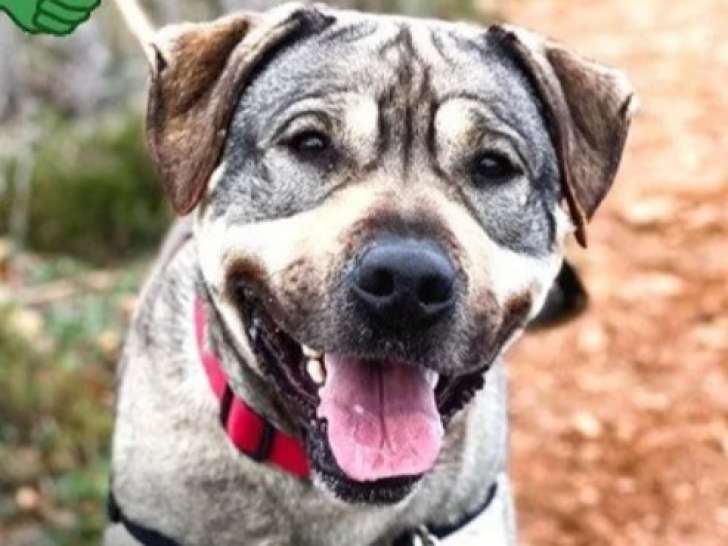 Chien gris prêt pour l’adoption