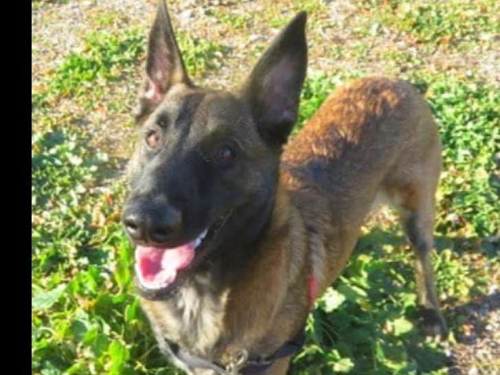 Chien Berger Malinois en attente d'une famille