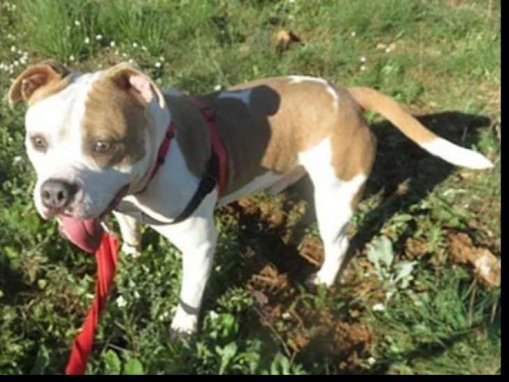 Chien d'un an en quête d’une famille