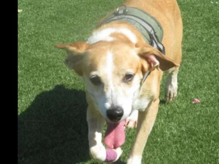 Chienne Jack Russel de 5 ans à la recherche d'une famille