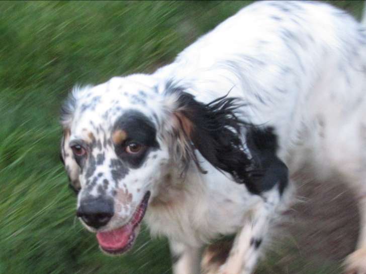 Disponible à l'adoption : chien Setter Anglais adulte