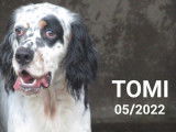 Disponible à l'adoption : chien Setter Anglais adulte