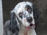Disponible à l'adoption : chien Setter Anglais adulte
