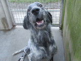 En attente d’une famille : chien Setter Anglais de 7 ans