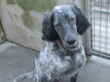 En attente d’une famille : chien Setter Anglais de 7 ans