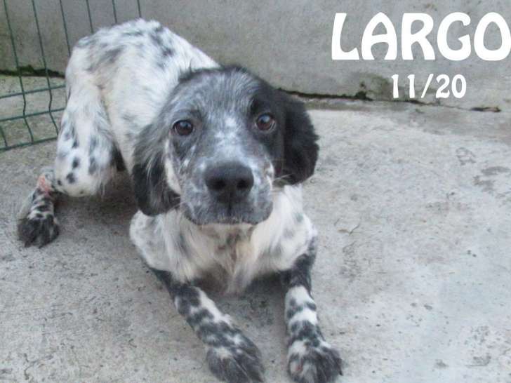 À la recherche d’un foyer : chien Setter Anglais de 4 ans