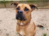 Adoption disponible : chien fauve