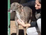 Chienne bringée prête pour l’adoption