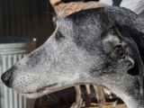 Chienne gris et blanc à accueillir