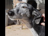 Chienne gris et blanc à accueillir