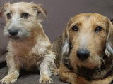 Chienne de 2 ans en quête d'un foyer