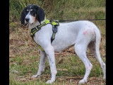 À accueillir, chienne Ariégeois de 3 ans