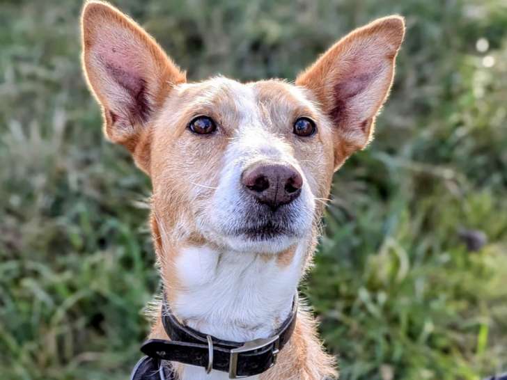 En attente d’un foyer, chien de 9 ans