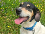 À adopter : chien Ariégeois de 10 ans