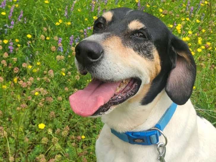 À adopter : chien Ariégeois de 10 ans