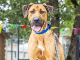 Disponible à l'adoption : chienne Berger d'un an