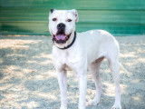 En attente d'adoption : chien au pelage blanc