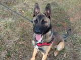 Chiot mâle Berger Malinois à adopter