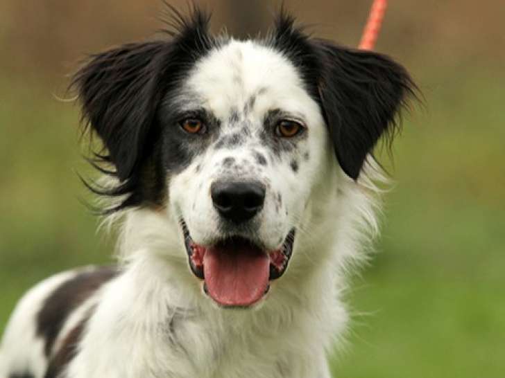 Chien de 4 ans disponible à l'adoption
