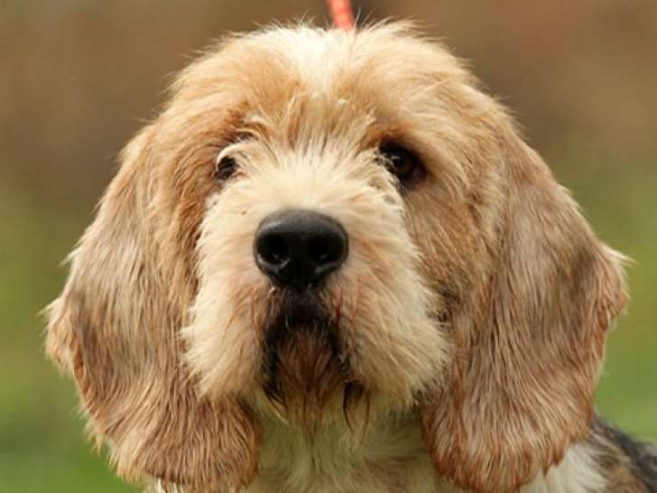 Chien tricolore en attente d'adoption