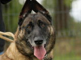 Chien Berger Malinois de 6 ans à la recherche d'un foyer