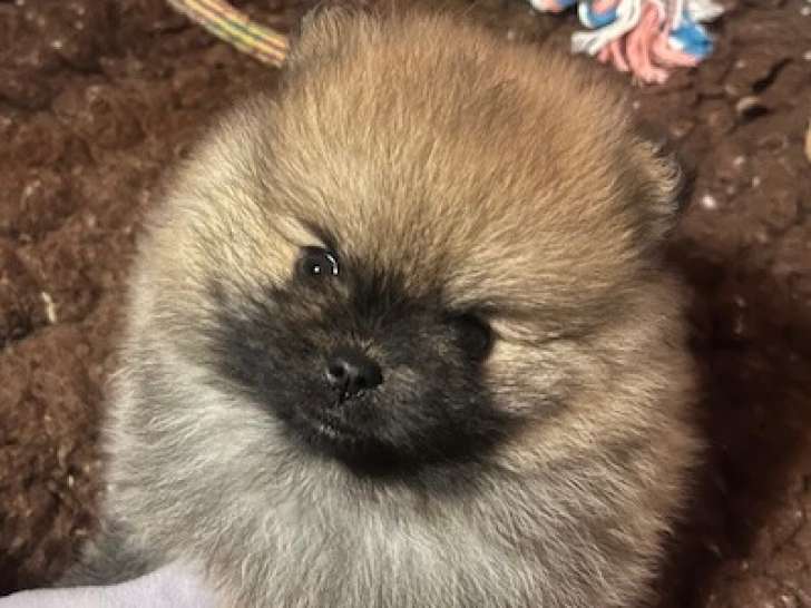 Chiot Spitz Nain mâle à réserver