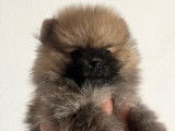Chiot Spitz Nain mâle à réserver