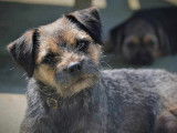 Chiot mâle Border Terrier blue tan à vendre