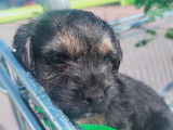 Chiot mâle Border Terrier blue tan à vendre