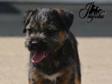 Chiot mâle Border Terrier blue tan à vendre